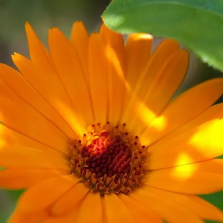 Casa de hóspedes Haus Arnika Mellau